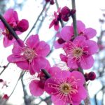 生田緑地の梅の花
